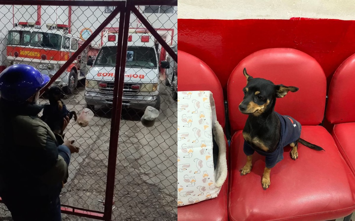 Desde que se había perdido comenzaron con su búsqueda. l Especial