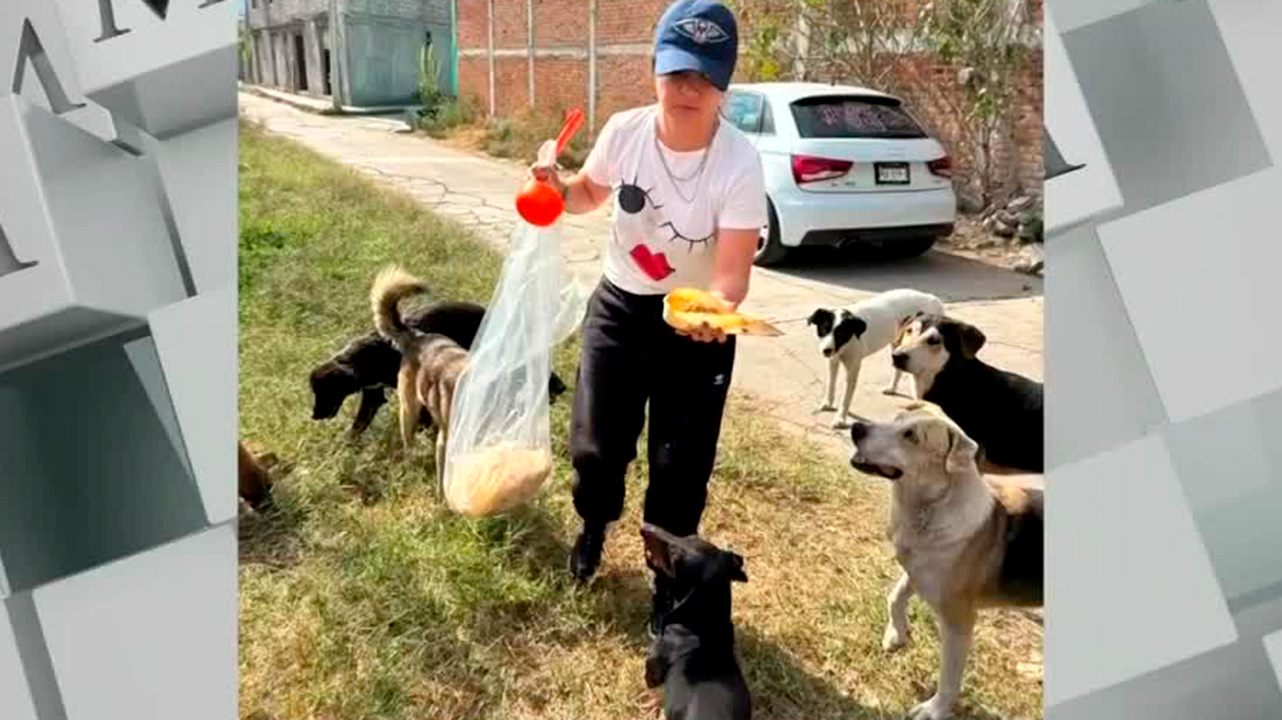 Programa 'Pancitas llenas' dio alimento a más de 2 mil perros y gatos en situación de calle