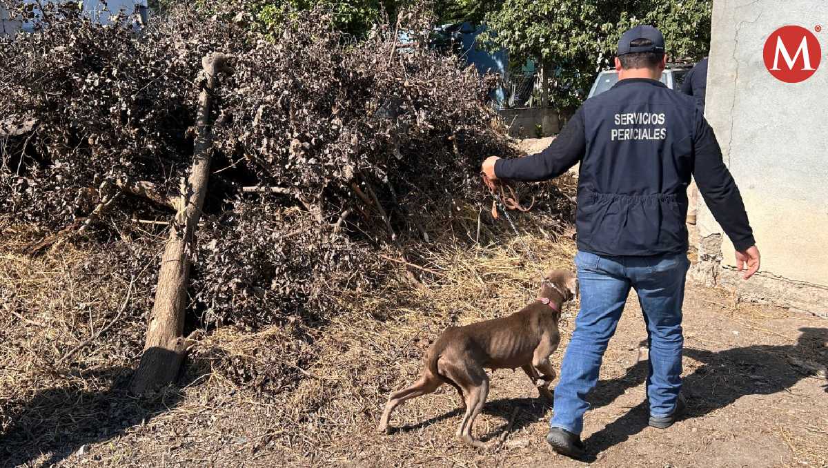 Rescatan otro perro en abandono en Ciudad Victoria; otro estaba muerto