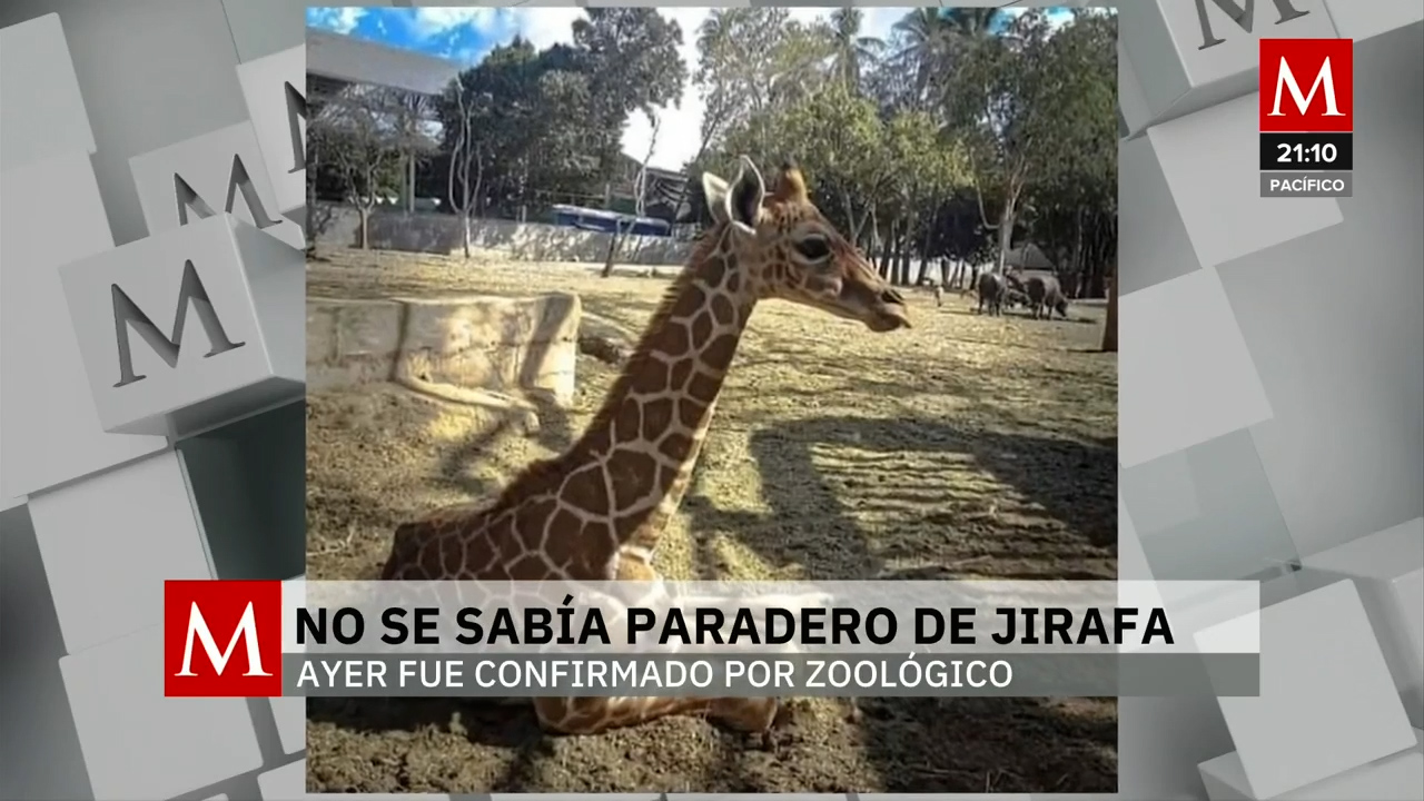 Zoológico de Culiacán confirma muerte de jirafa desaparecida