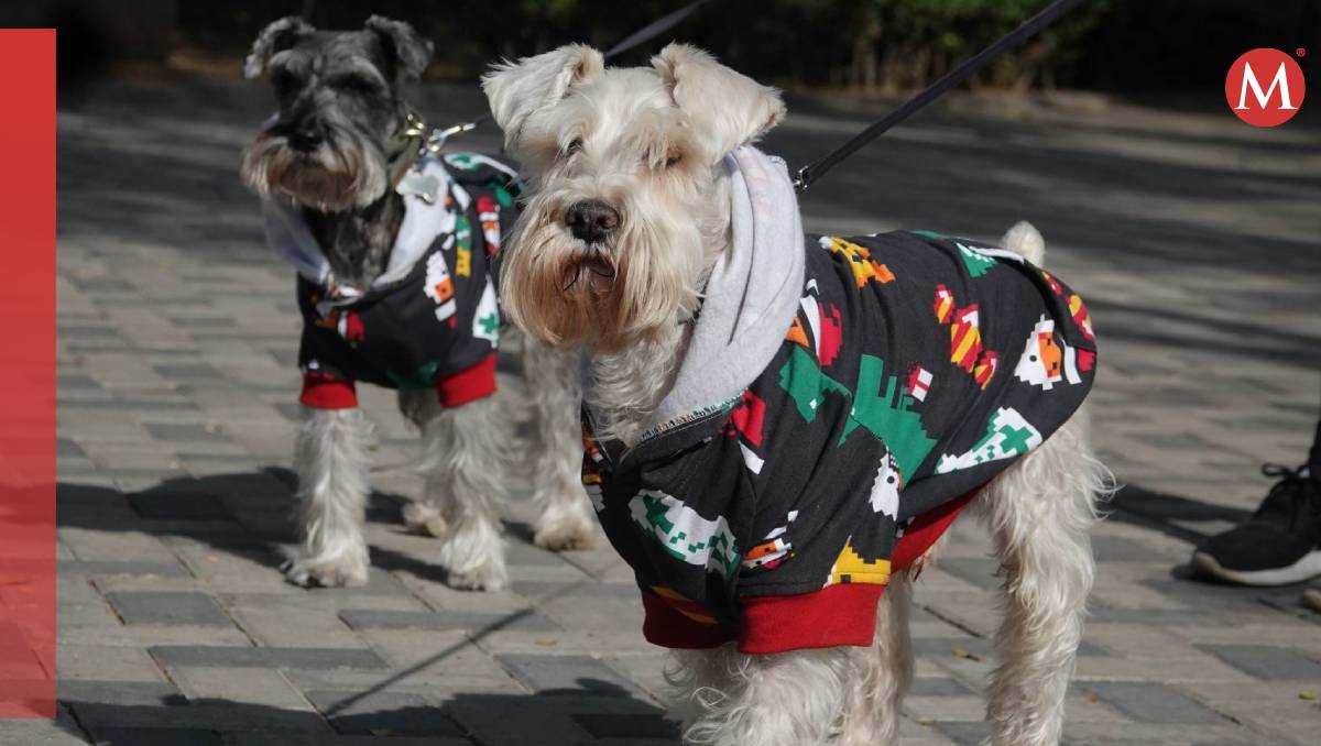Mejor abriga tus mascotas, porque este lunes 2 frente fríos se dejarán sentir en México.