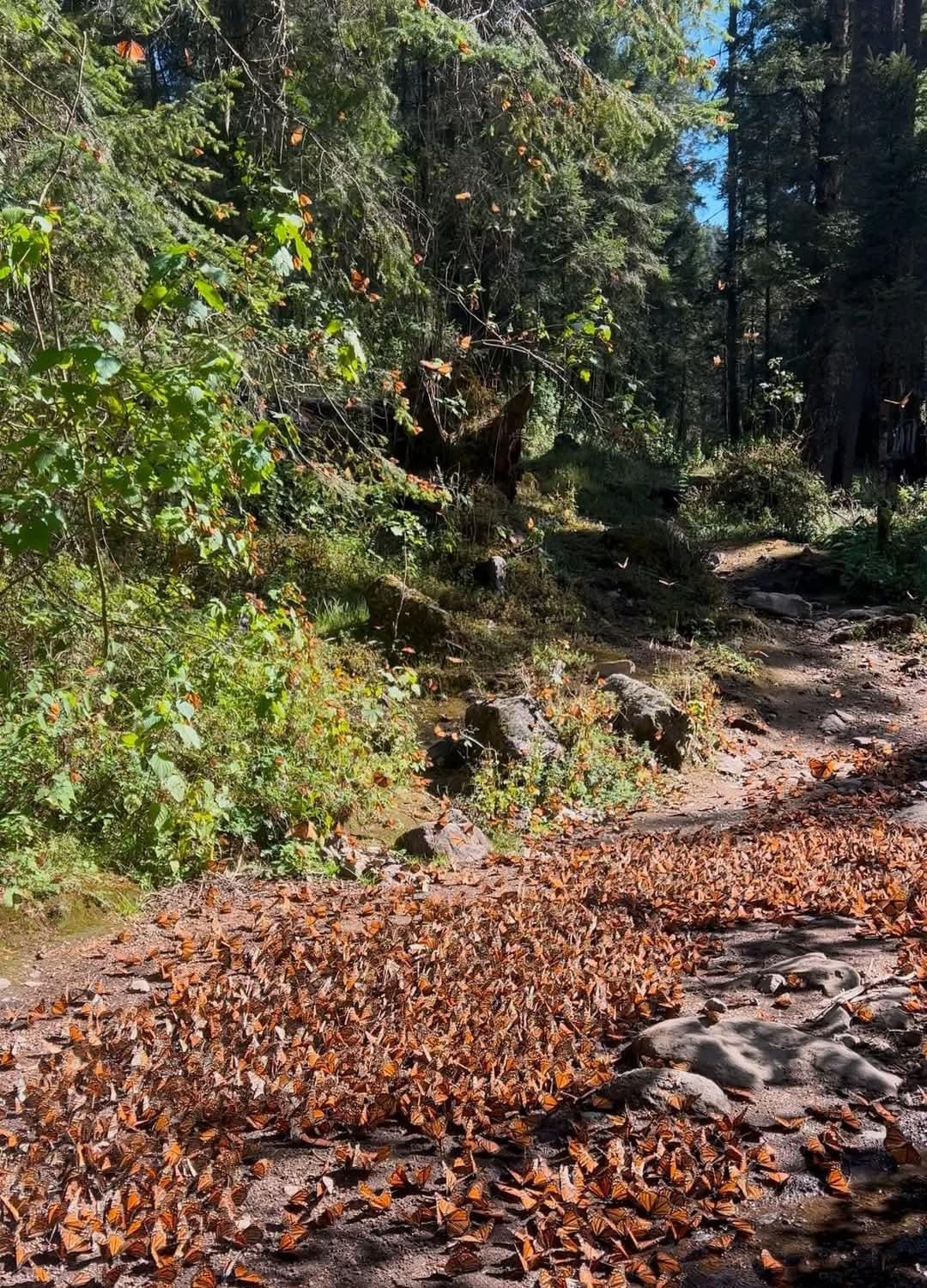 Las mariposas recorren cerca de cuatro mil kilómetros desde Canadá | Foto: Especial