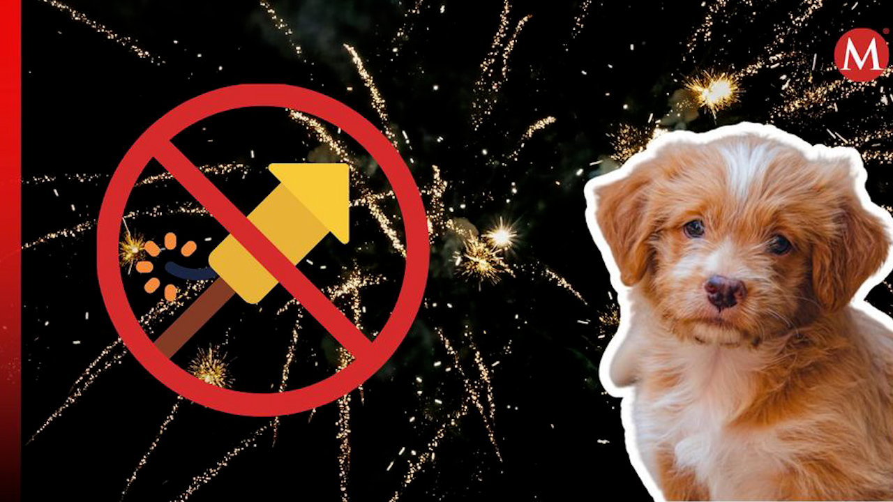 ¿Cómo evitar que la pirotecnia afecte a tus mascotas durante las fiestas de Año Nuevo?
