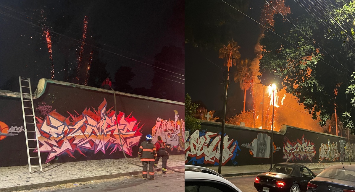 El incendio se propagó por toda la palmera. (Karla Rodríguez)