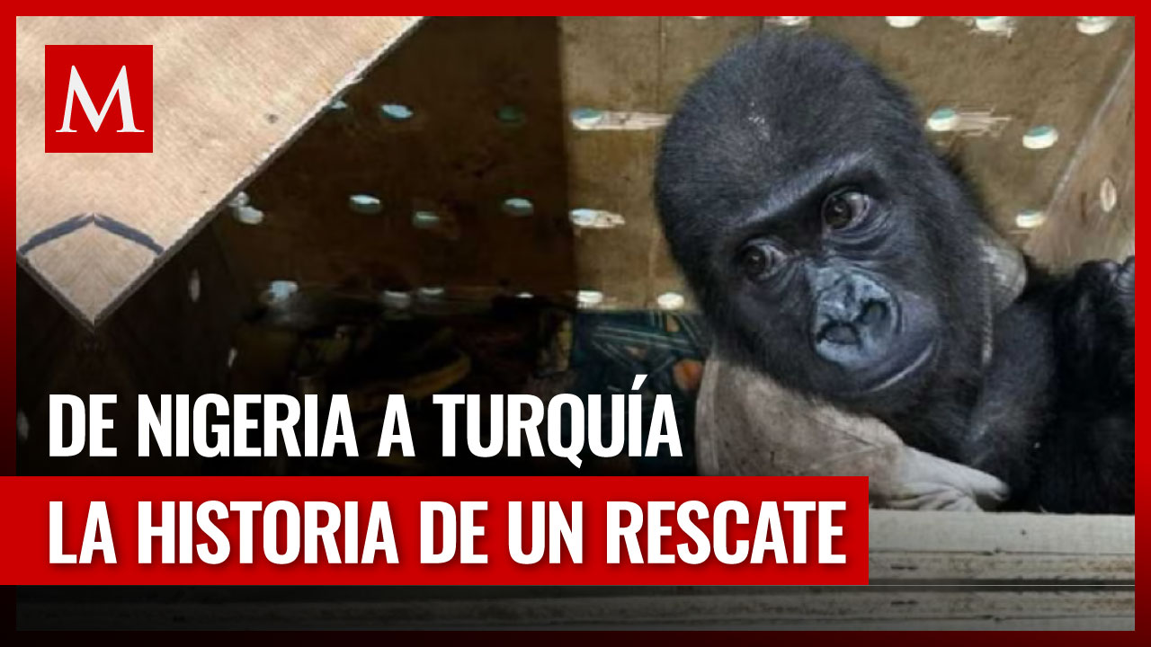 Tráfico de animales: La historia del gorila disfrazado de bebé