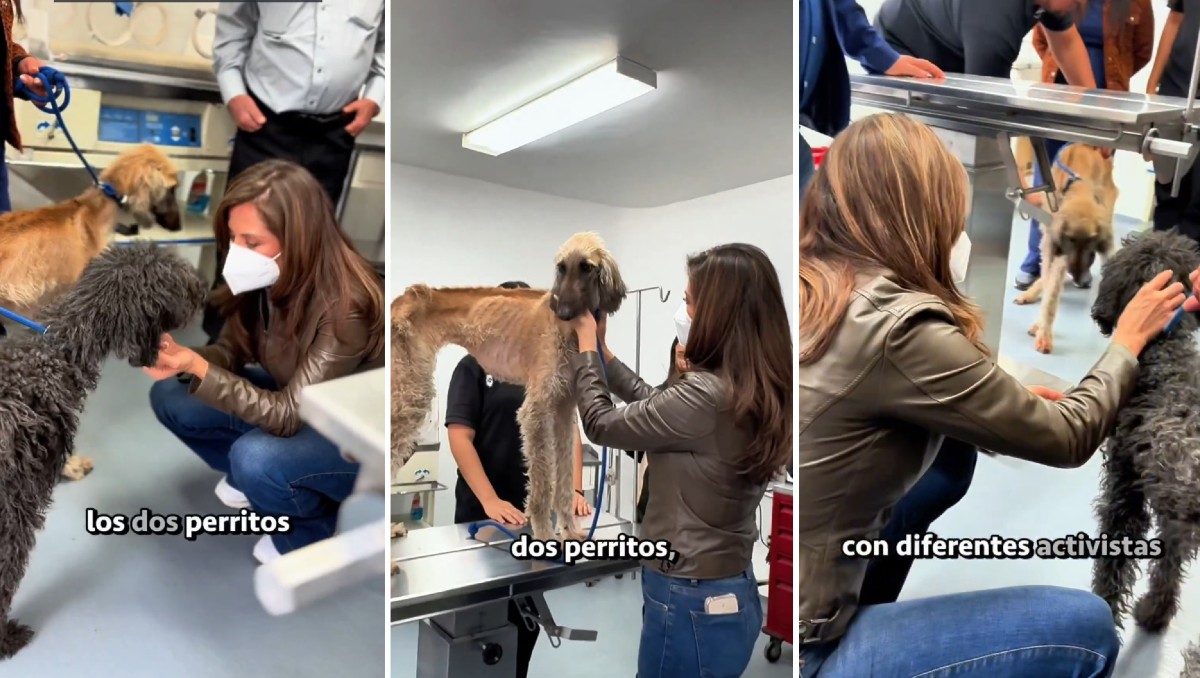 Verónica Delgadillo visita a perritos maltratados rescatados en Providencia (Especial)