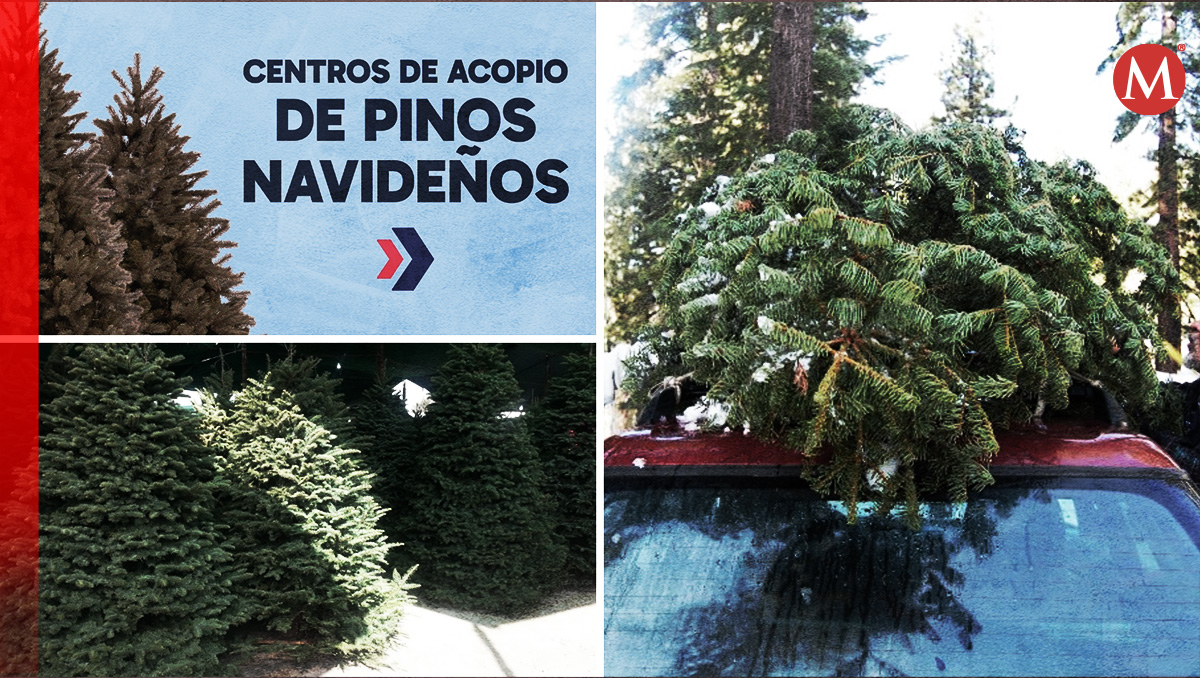 Centros de acopio de pinos navideños en Monterrey. Foto: Especial