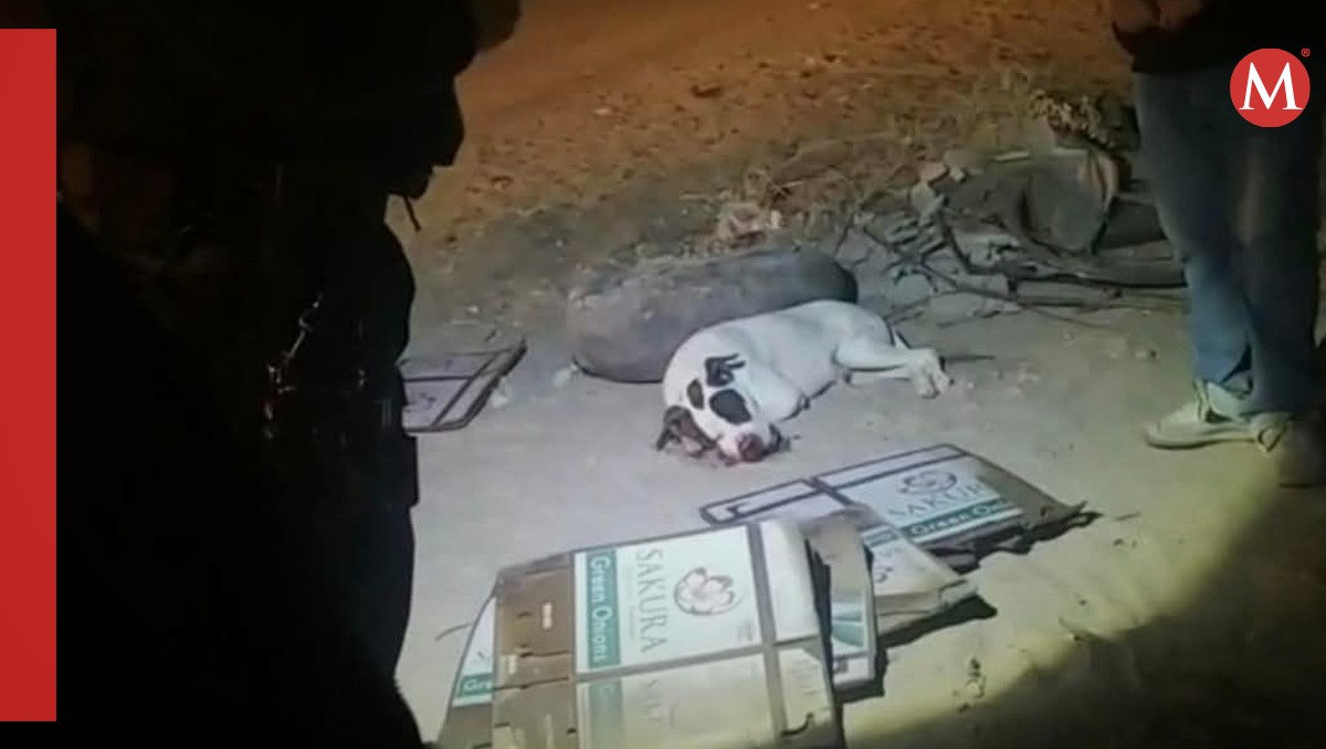El perrito murió tras ser agredido con pirotecnia | Especial