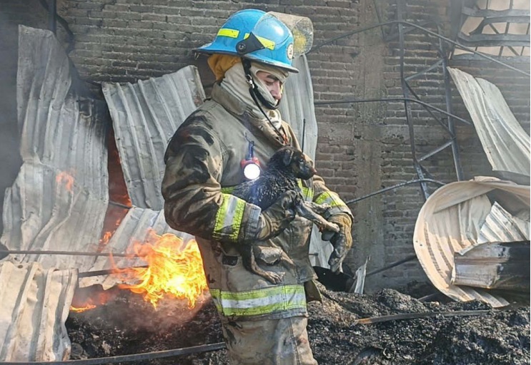 En medio del fuego, perros quedaron atrapados y fueron rescatados por bomberos. (ESPECIAL)