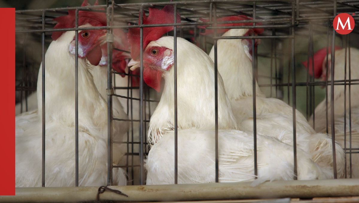 La gripe aviar H5N1 circula desde hace 29 años, según los registros | Cuartoscuro