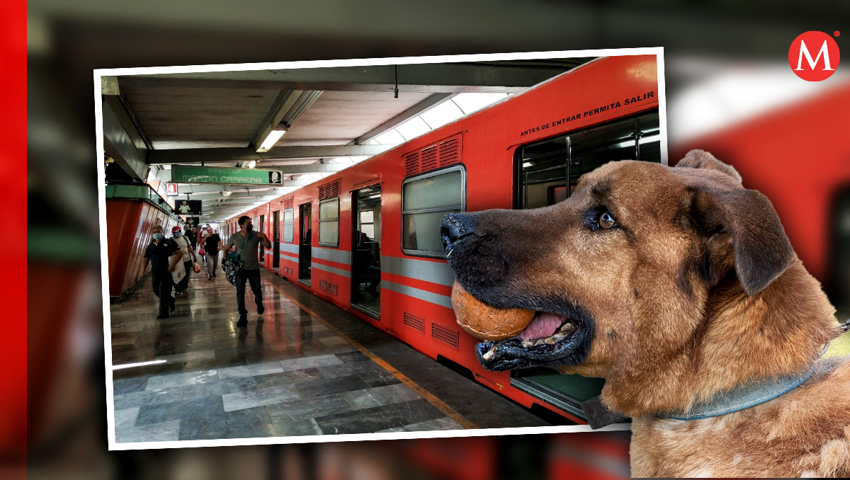 Infracciones se pueden ‘pagar’ paseando perros rescatados por Metro de CdMx (fotos: especial y Cuartoscuro /diseño Margarita Salmoran)