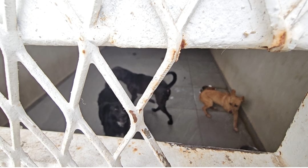 Los perritos se mantienen en resguardo. (Roberto Hurtado)