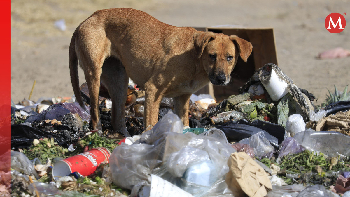 Alertan por riesgos de fauna nociva en espacios públicos de Puebla | Andrés Lobato