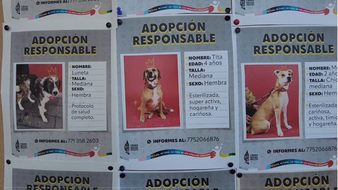 Tablero de adopción de perritos en Pachuca. (Guadalupe Trejo)