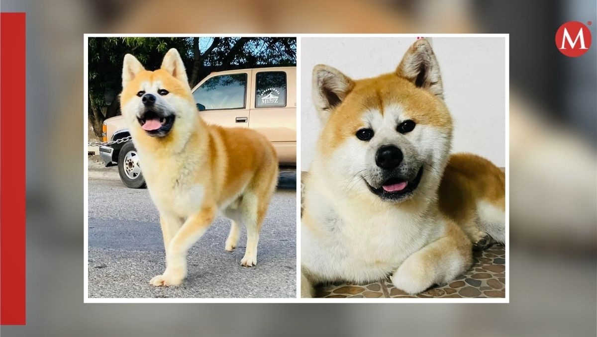 Tachi, perrito extraviado en Saltillo de la raza Akita japonés. | Especial