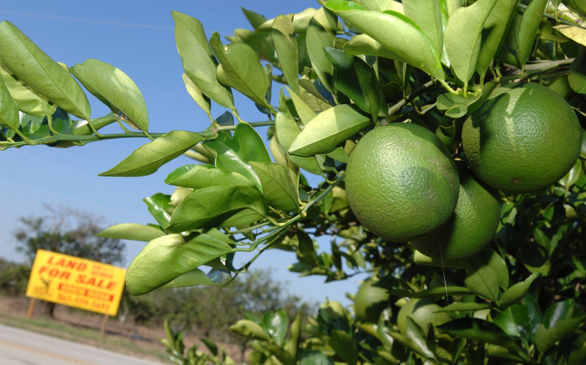 Árboles de naranjas en Florida. (Foto: AP)