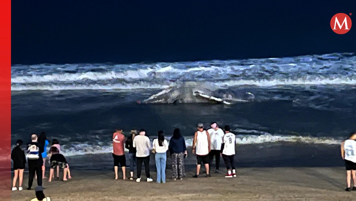 El cuerpo de la ballena jorobada fue encontrado en una playa de Mazatlán, Sinaloa. | Especial