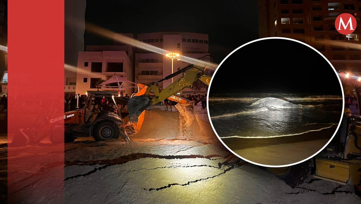 Hallan ballena muerta en Mazatlán. l Especial