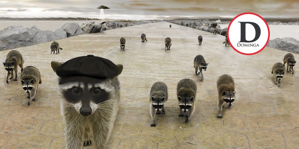 Los mapaches llegaron al malecón de Playa Miramar en 2010. | Portada DOMINGA