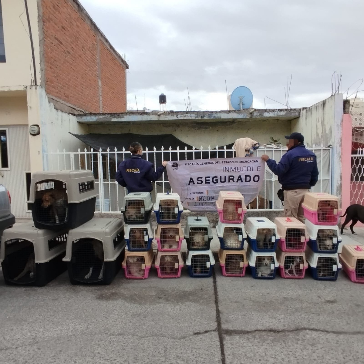 Los ejemplares fueron rescatados luego de que las autoridades realizaron un cateo en un domicilio de La Piedad, Michoacán. | Especial