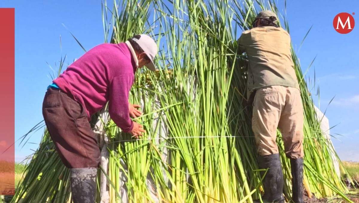 Proyecto en Lago de Texcoco busca resguardar a productores ante inclemencias del clima.| Foto: Juan Camacho