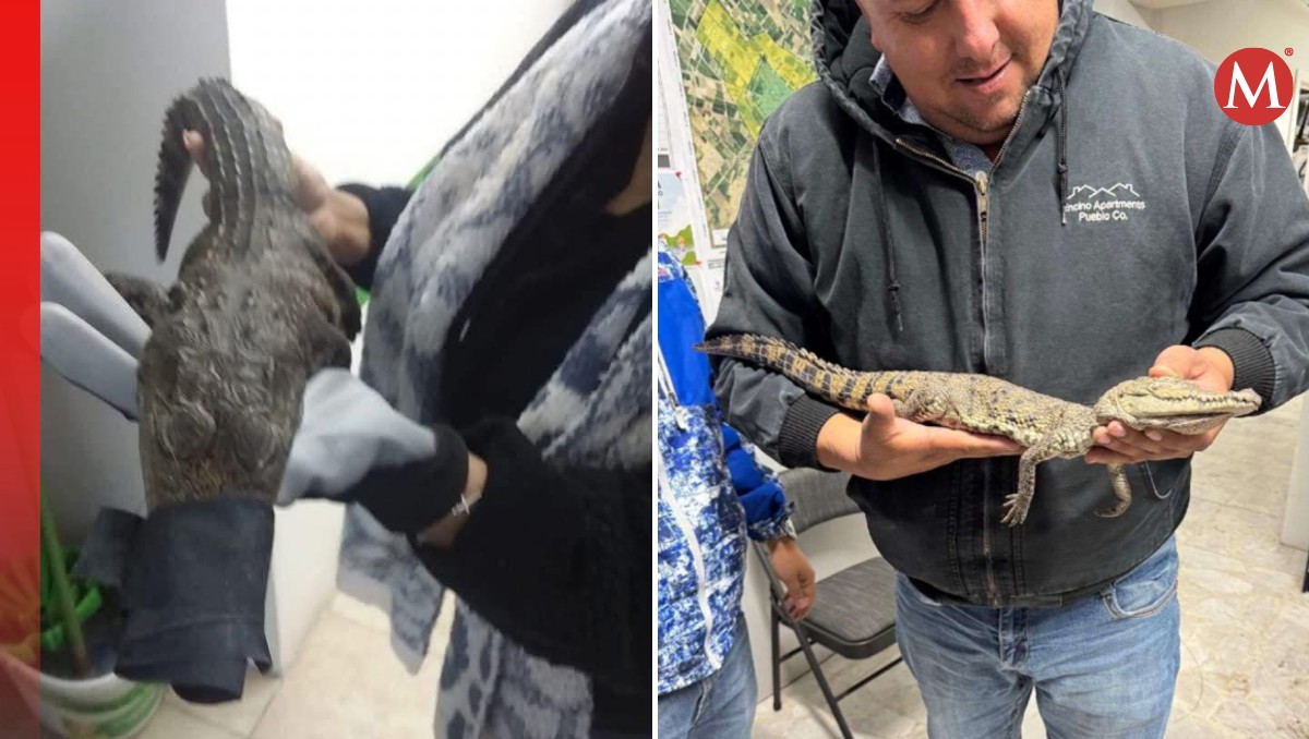 Por el tamaño, se presume que el cocodrilo que fue encontrado congelado en Chihuahua era de corta edad. | Especial