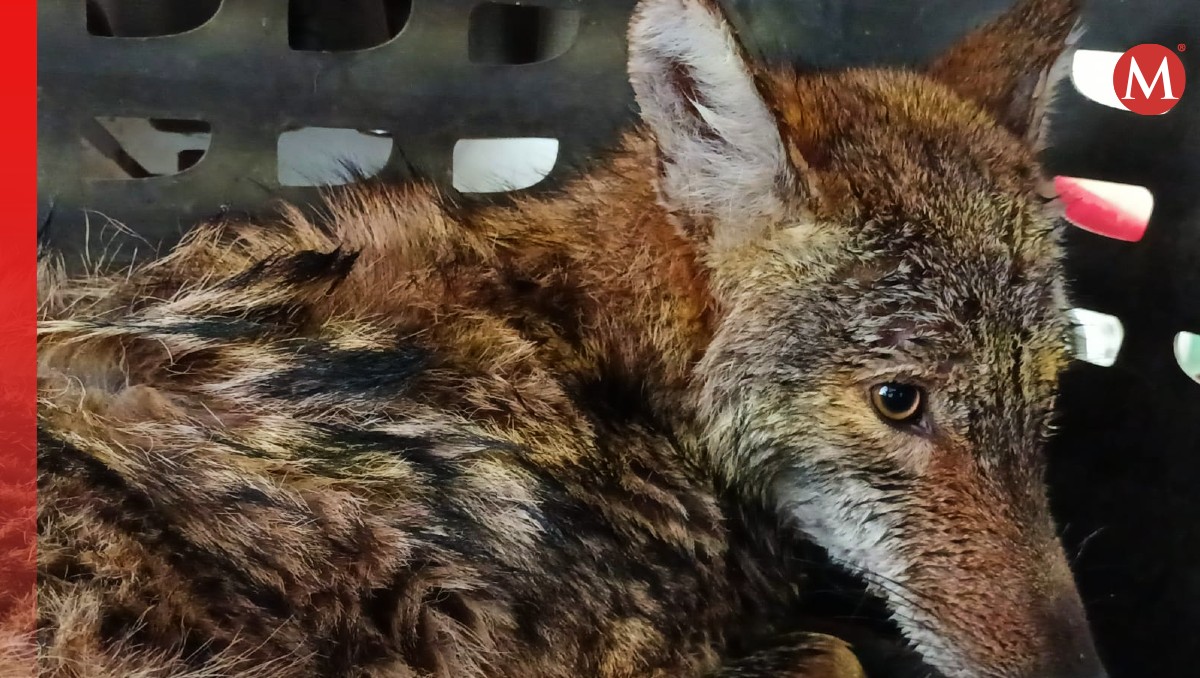 Bomberos capturan a un coyote en el Canal de la Cortadura en Tampico