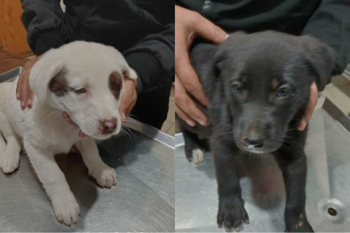 Los animales serán puestos en adopción.