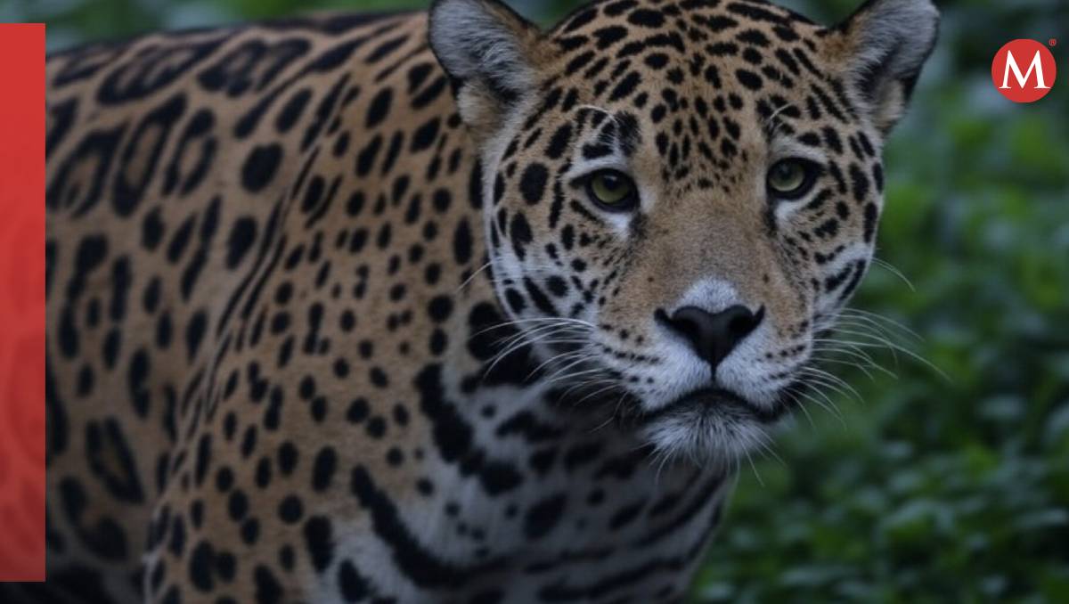 El hombre compartió en redes sociales la imagen del jaguar asesinado (Imagen ilustrativa creada con IA)