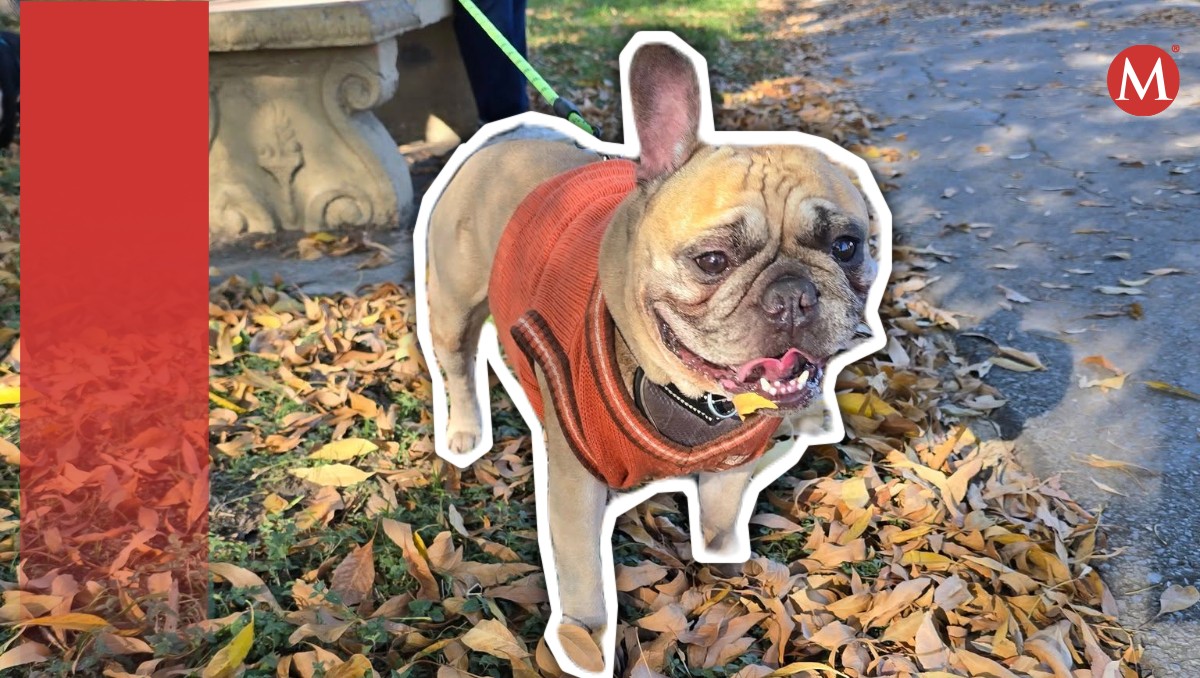 Vincent, el Bulldog Francés. (Especial)