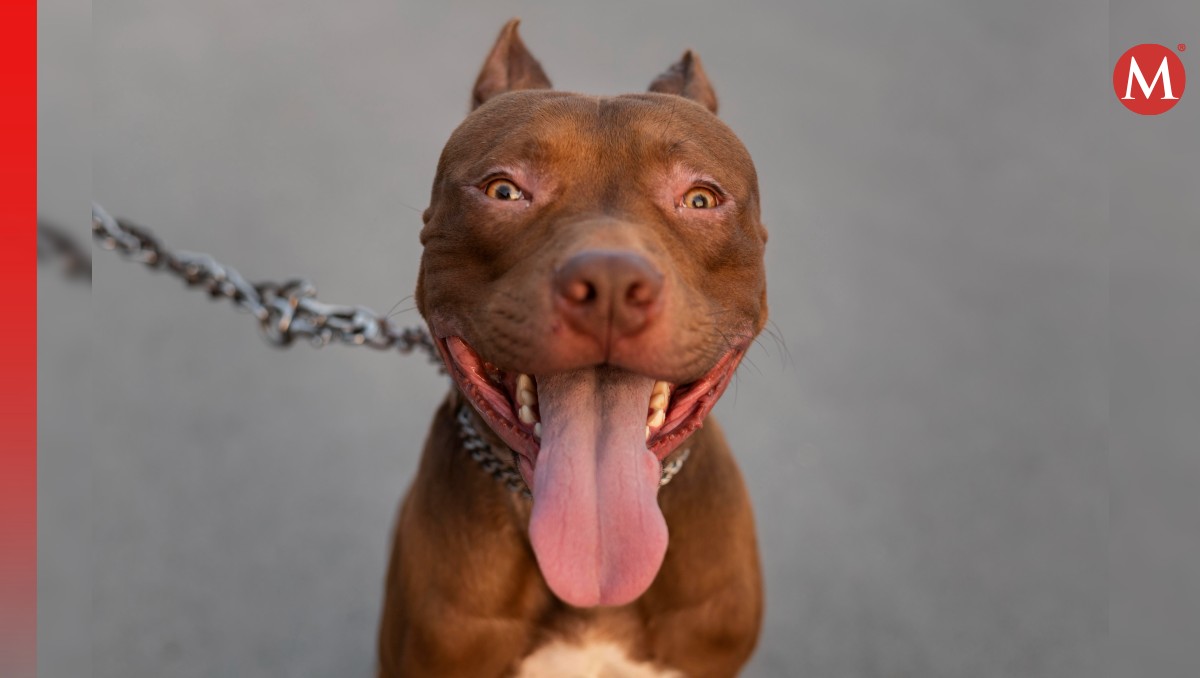 Uno de los perros involucrados en el ataque era de raza pitbull. | Freewik