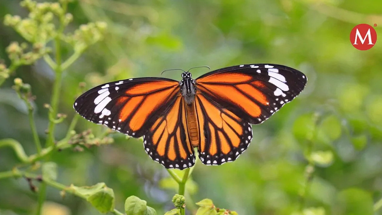 Santuario de la mariposa monarca en Michoacán, en peligro por la tala clandestina