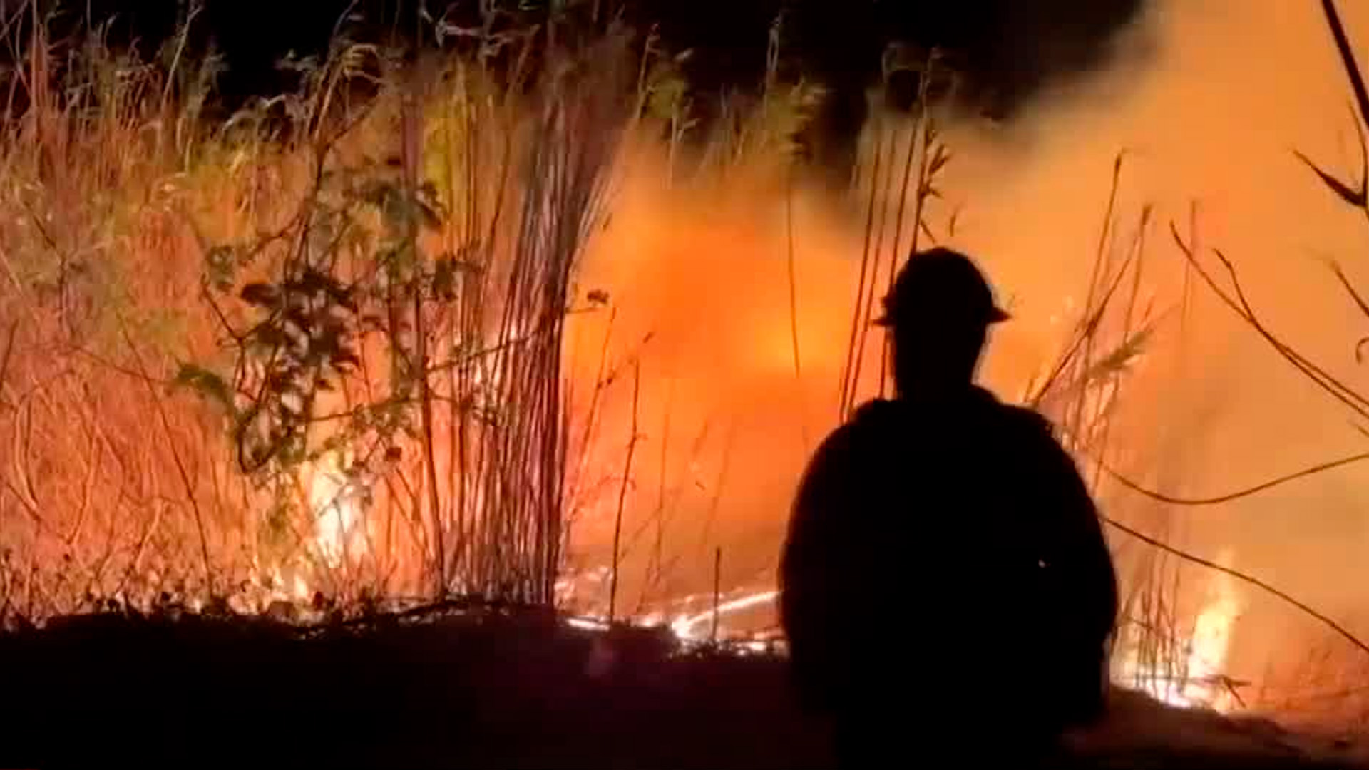 Instalan refugio para mascotas afectadas en los incendios de California