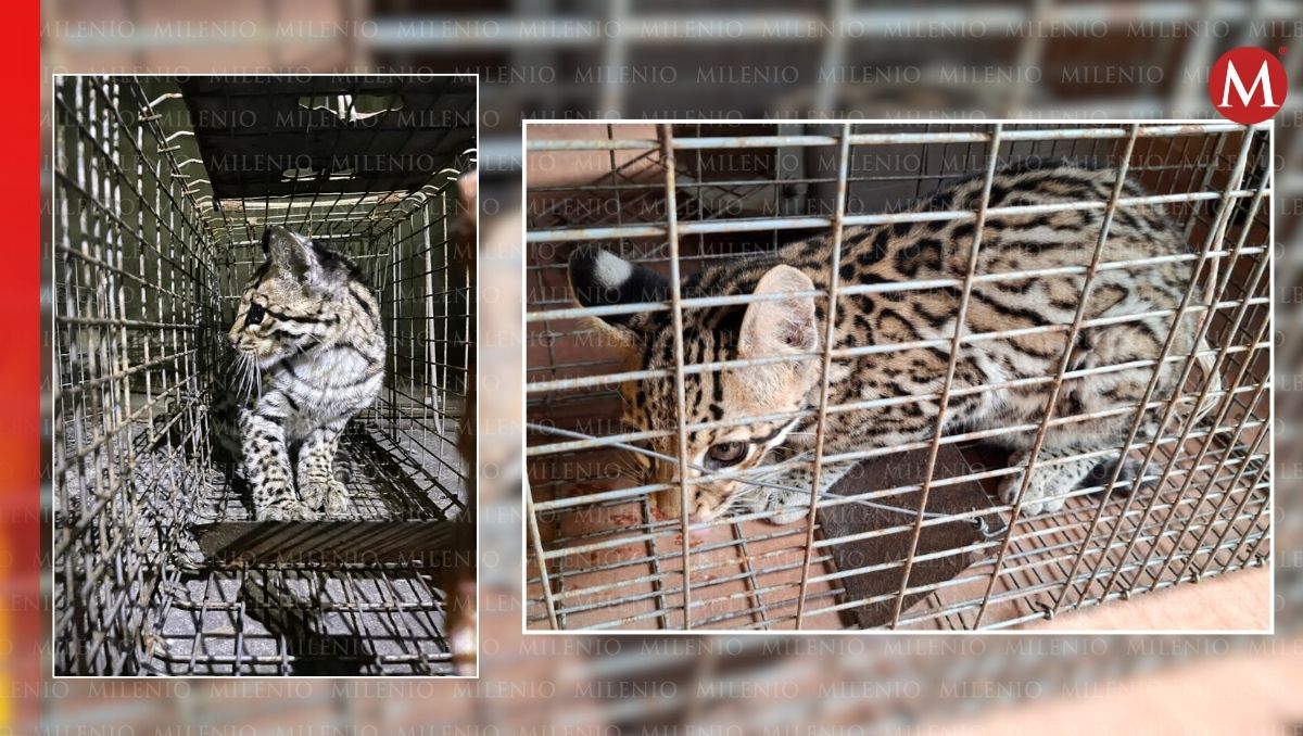 La Profepa ya se encuentra analizando acciones para definir el destino del animalito. (Mario Juárez)