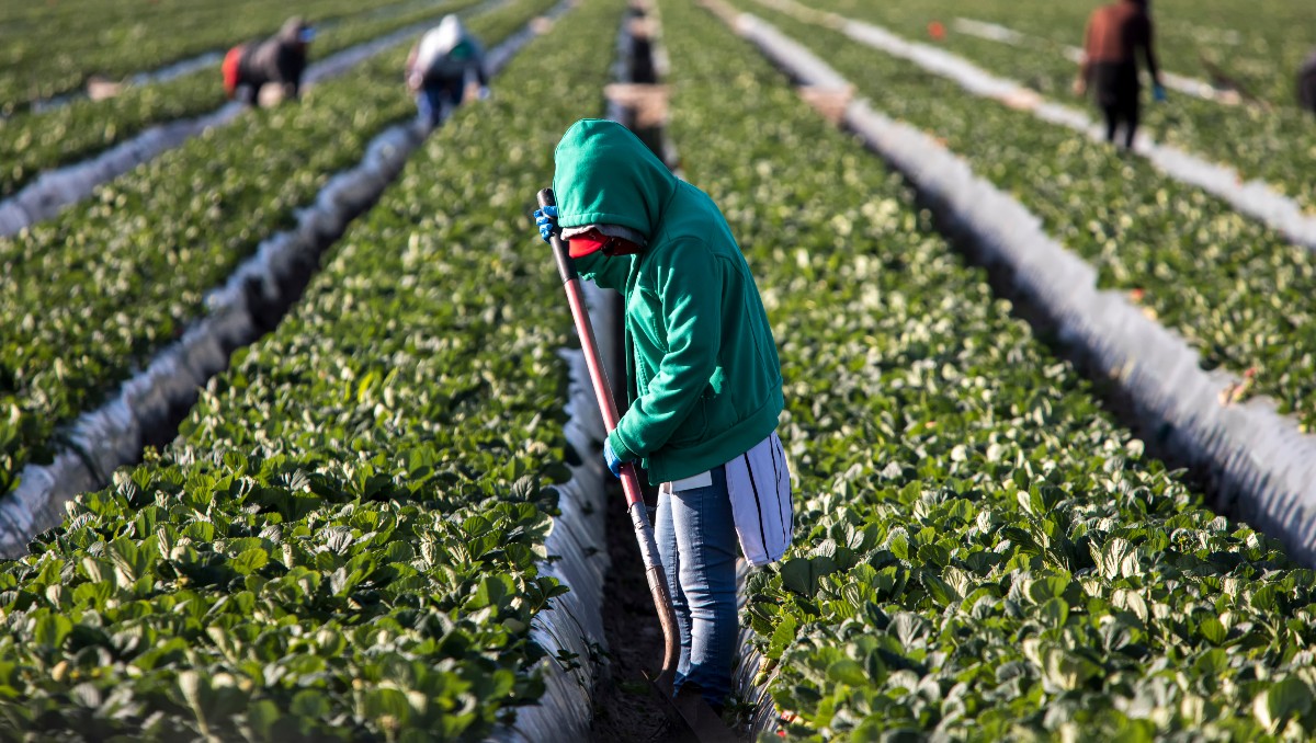 La dependencia de Estados Unidos en trabajadores migrantes: un desafío para 2025 | Especial