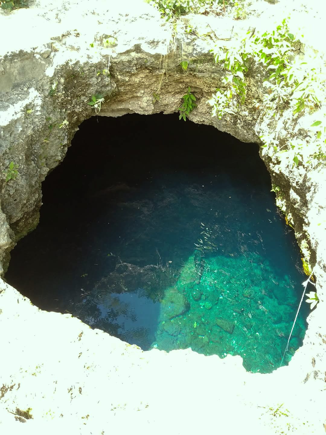 En 2018, la UADY reclamó el terreno donde se ubica en cenote. | Especial