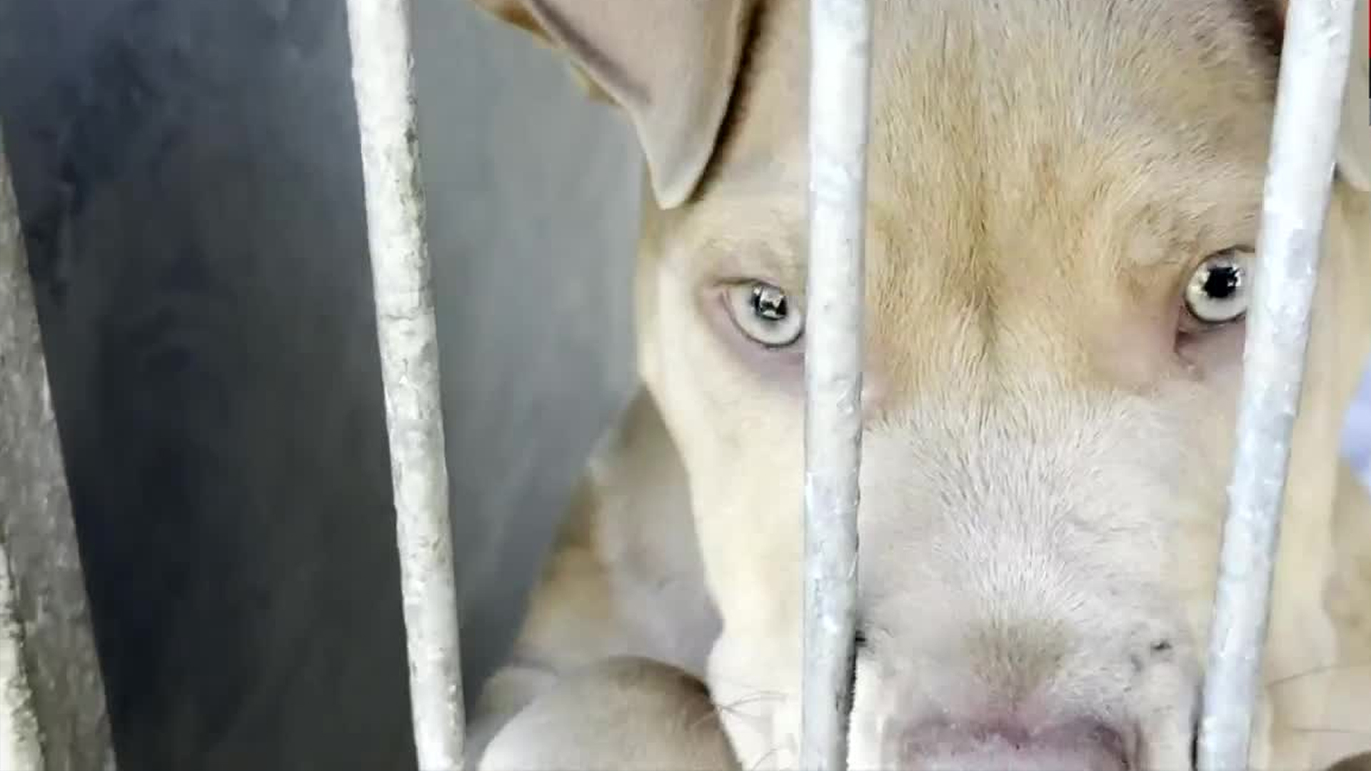 Habilitan refugios de animales por incendios en California