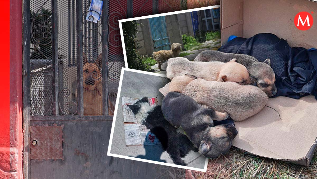 Puebla recibió más de 500 denuncias por maltrato animal durante 2024 | Melanie Torres | Diseño Milenio