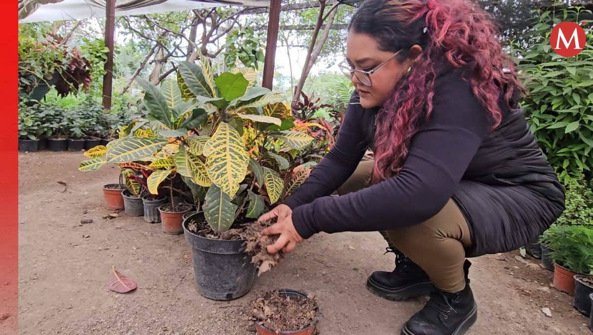 Los plásticos pueden dañar las plantas si se usan por tiempos prolongados | Fabricio Gallegos