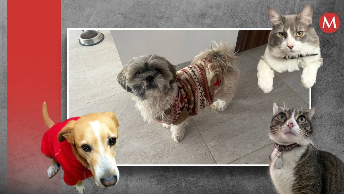 Cuidados de mascotas durante el frío. | Especial