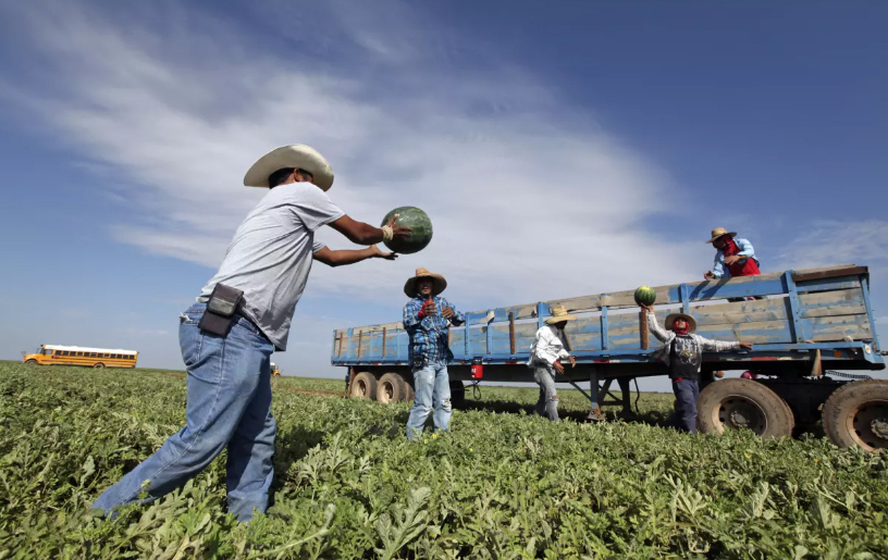 EU necesita nuestra mano de obra e impuestos: migrantes tamaulipecos- Grupo  Milenio