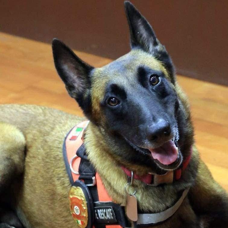 Hace tres años, Rex fue diagnosticado con una enfermedad articular degenerativa. | Especial