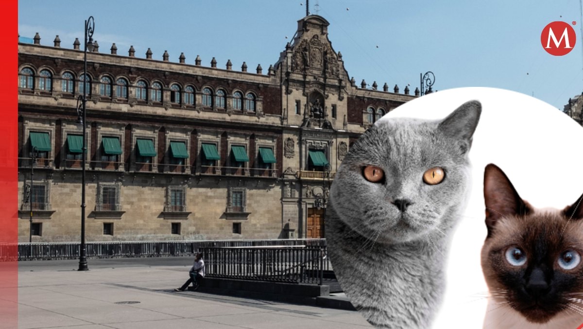 19 gatos viven en Palacio Nacional | Especial