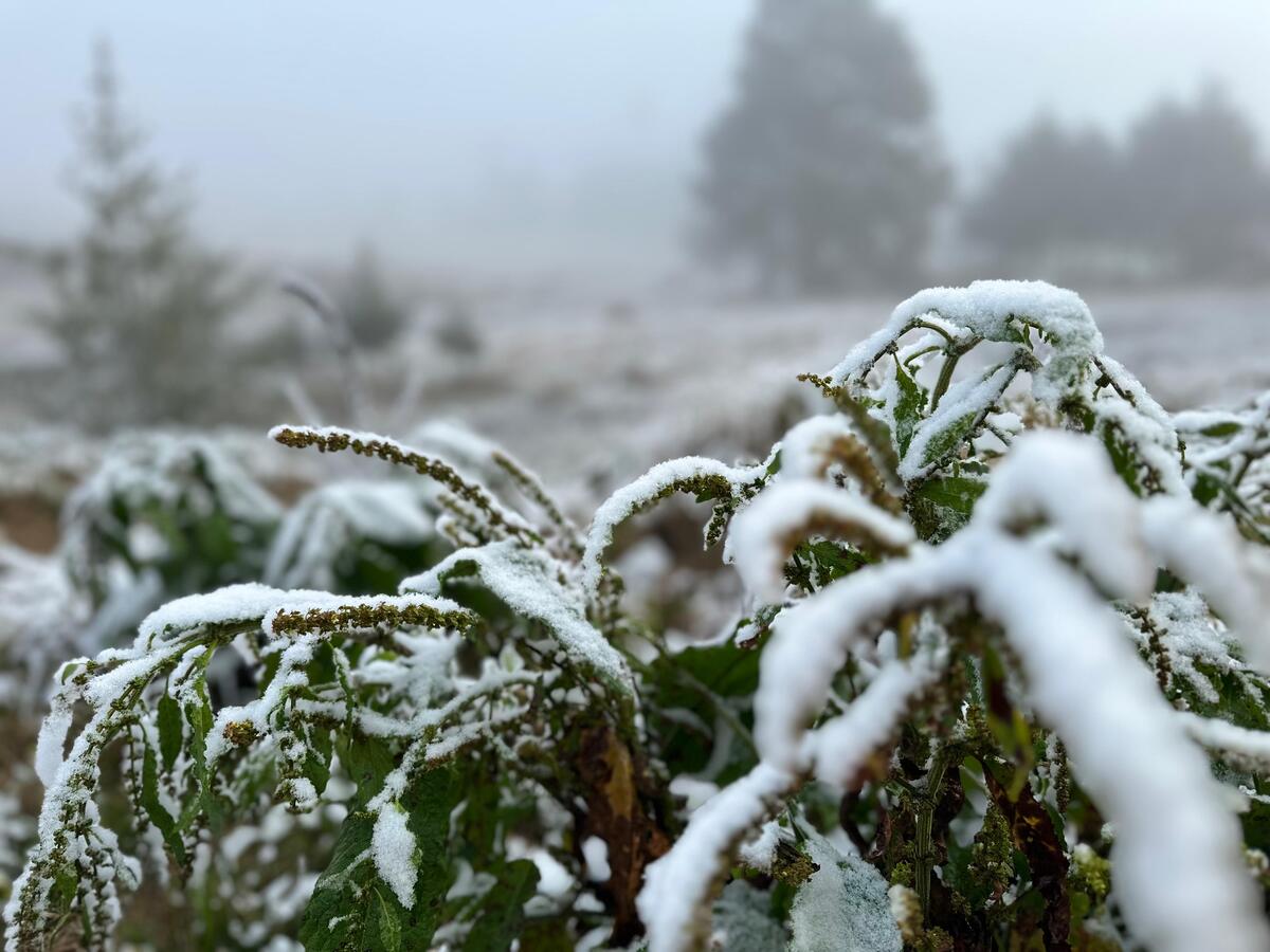 Municipios de Hidalgo registran heladas y caída de nieve | Roberto Martín Pioquinto