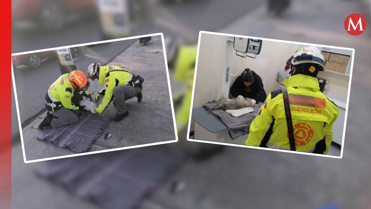 El perrito se encontraba tirado sobre en una banqueta de la Av. Bernardo Reyes y Av. Colón / Especial.