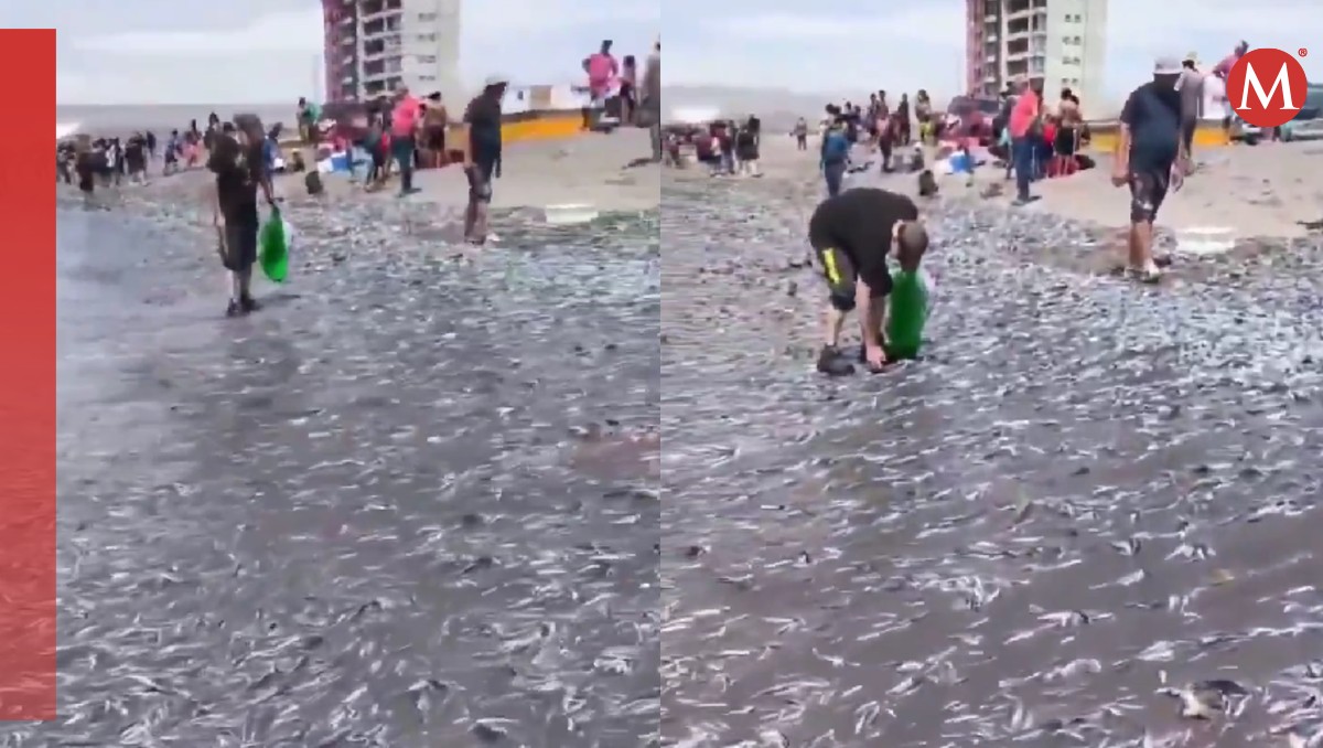 Los peces están en estado de descomposición, por lo que la playa fue cerrada. | Especial
