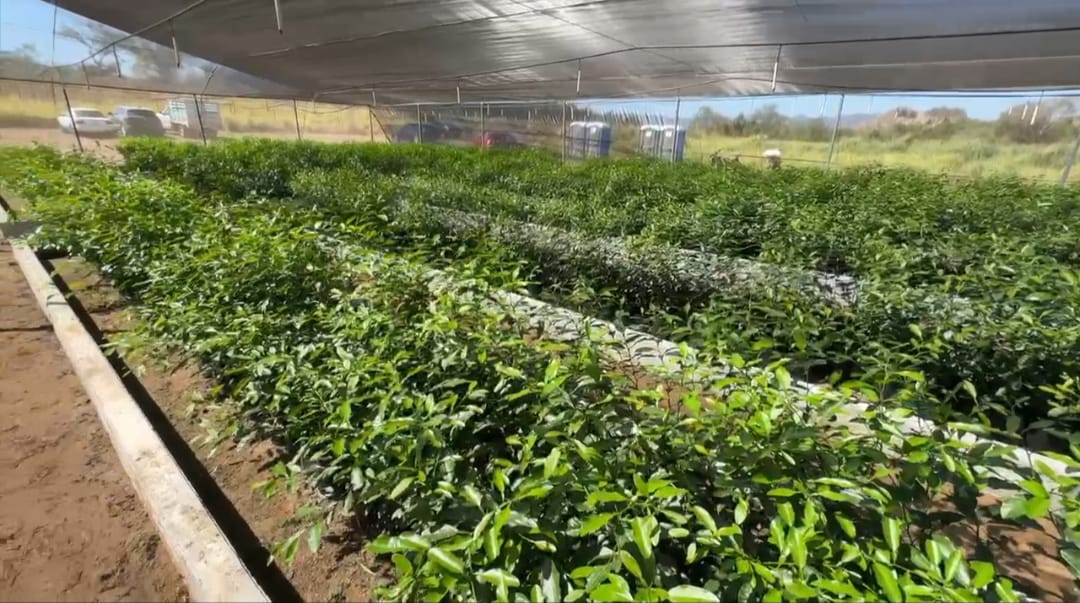 La construcción del vivero beneficiará a los productores de limón del municipio Villa de Tututepec. | Especial