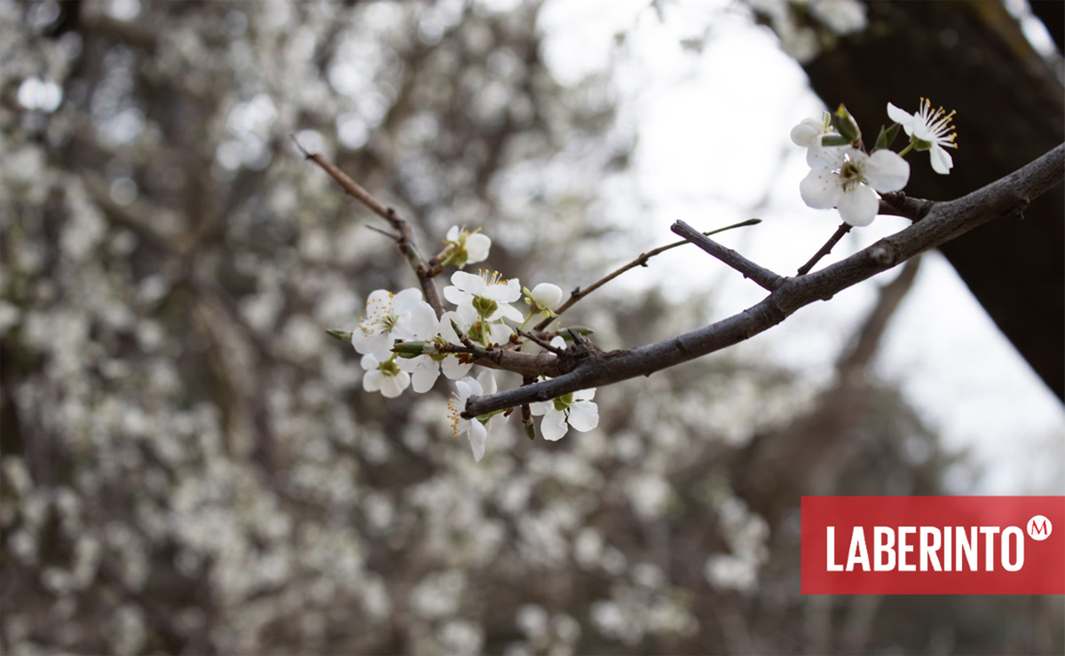 "Si digo la palabra 'flor', / doy por un hecho que la flor existe… / lo cual es cierto y no". (Foto: Unsplash)