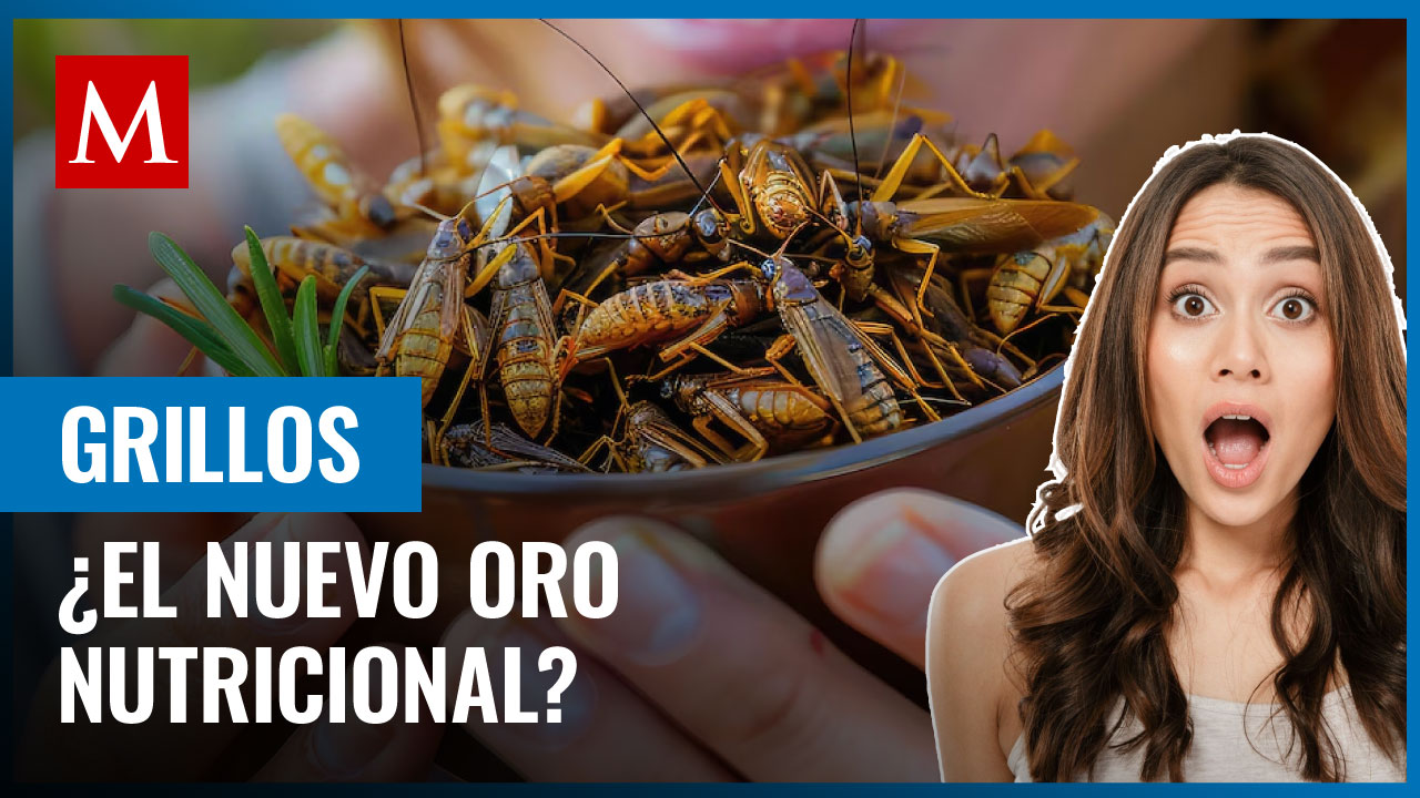 Proteína de grillo: El futuro de la alimentación sostenible, según los expertos