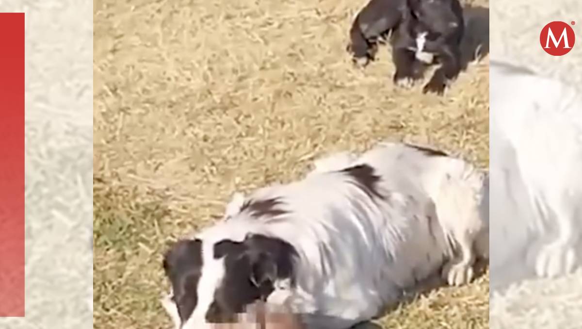 En redes sociales circulan imágenes de los perritos que habrían hallado el cráneo (Especial)
